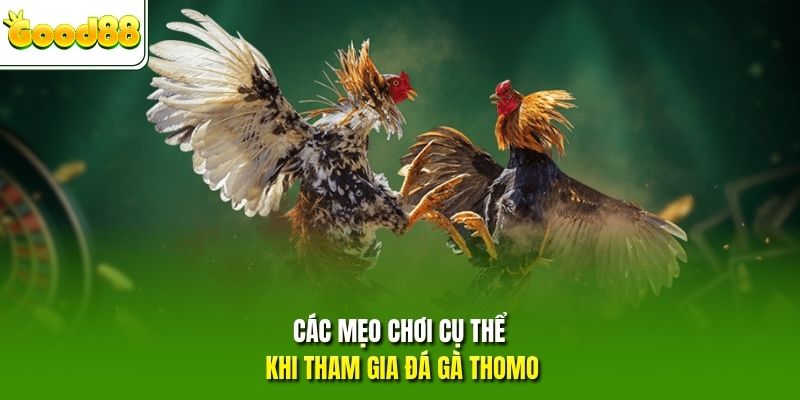 Các mẹo chơi cụ thể khi tham gia đá gà Thomo