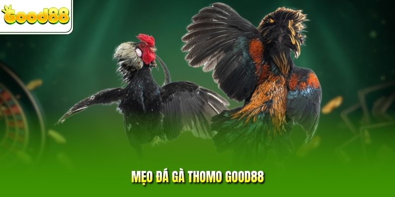 Mẹo đá gà Thomo