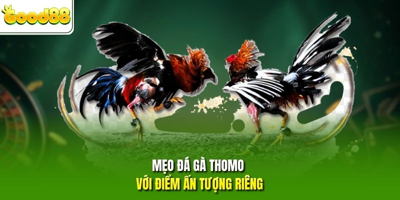Mẹo đá gà Thomo với điểm ấn tượng riêng